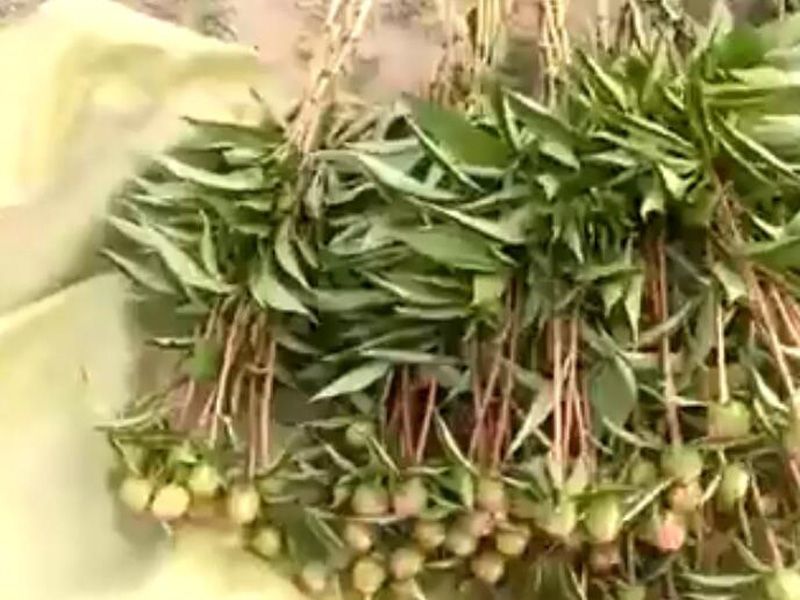 浩森切花芍藥發貨裝箱