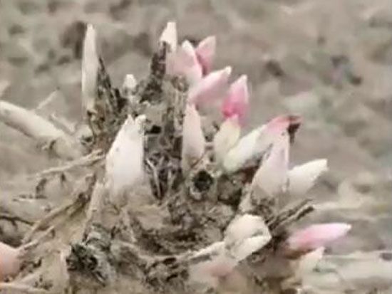 觀賞切花芍藥～曹州紅 發貨